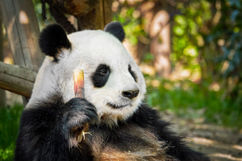 手拿竹子的可爱熊猫局部摄影图