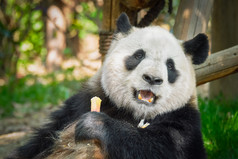 正在吃竹子的可爱大熊猫