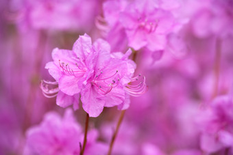 紫红色的杜鹃花