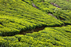 茶山繁茂的绿茶摄影图