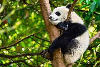 树枝上的野生动物熊猫