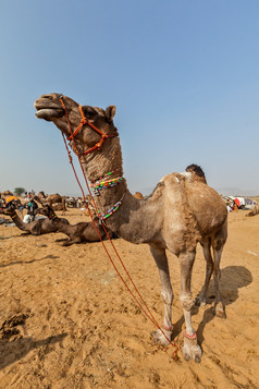 沙漠上站着的骆驼摄影图片