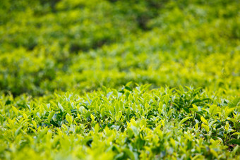 大自然绿茶茶叶摄影图