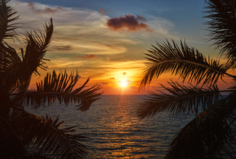 美丽夕阳照射在棕榈树叶上