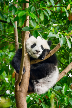 爬树上的国宝大熊猫
