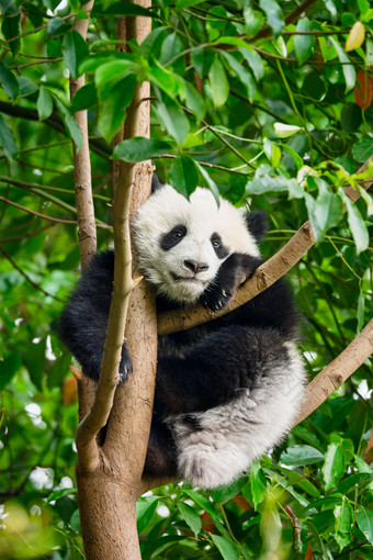 爬树上的国宝大熊猫