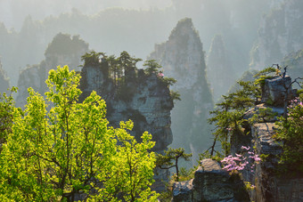 树木山峰花卉摄影图片