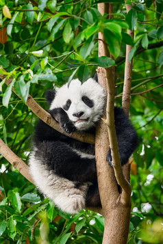 树上的国宝大熊猫