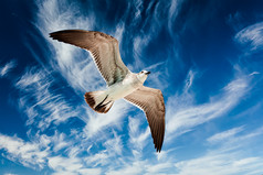 飞翔海鸥摄影图片