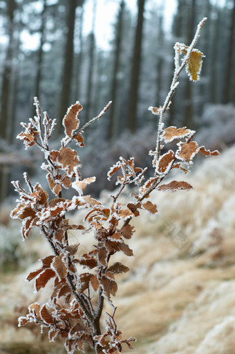 户外景色森林结霜的树叶摄影图