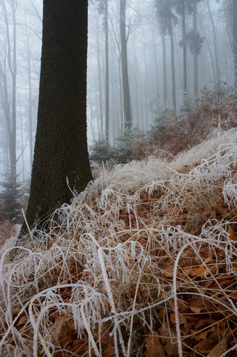 户外景色冬天迷雾中的树林摄影图片