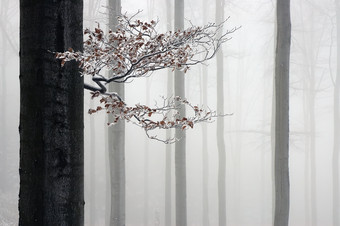 户外景色冬天迷雾<strong>森林</strong>摄影图