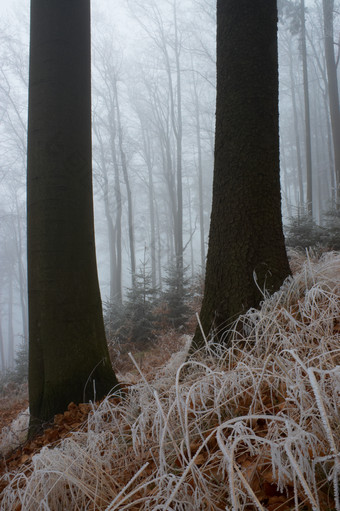 户外景色冬季迷雾间的树林摄影图片