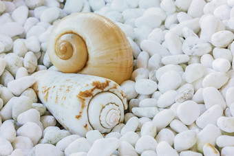 海滩细砾海螺摄影图