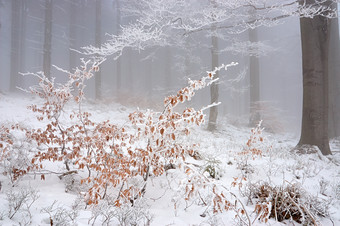 户外景色冬季树林间积雪摄影图