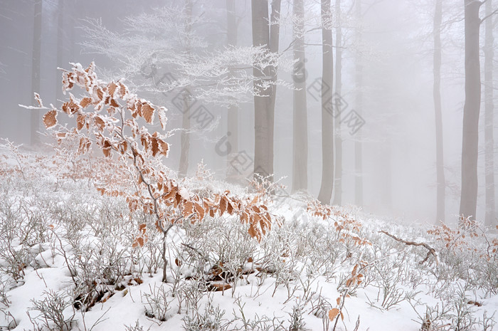 冬天树林间积雪摄影图