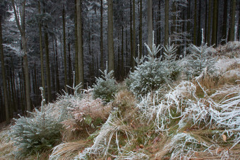 户外景色冬季雪后的森林摄影图