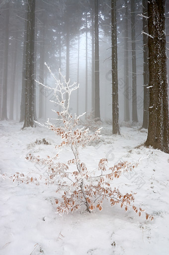 户外景色冬季森林间积雪摄影图片