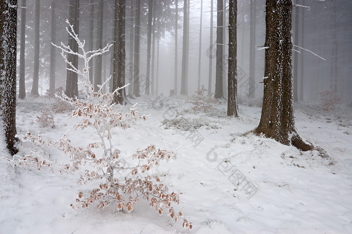 冬天大雪后林间积雪摄影图