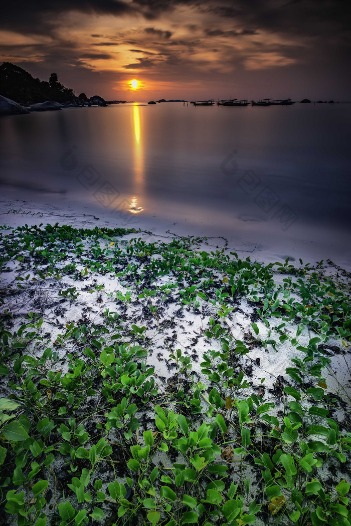 海滩漂亮的绿色植物日落摄影图