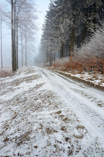 冬季雪后的森林边的路摄影图片