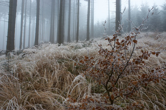 <strong>户外风景</strong>冬季雪后树林摄影图