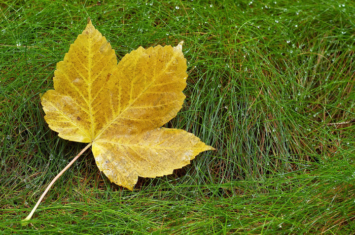 秋季草地上的枫叶摄影图片