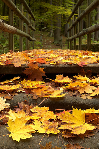 秋季成熟期桥上落叶摄影图
