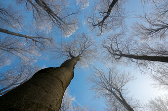 冬季树林间仰视蓝天摄影图