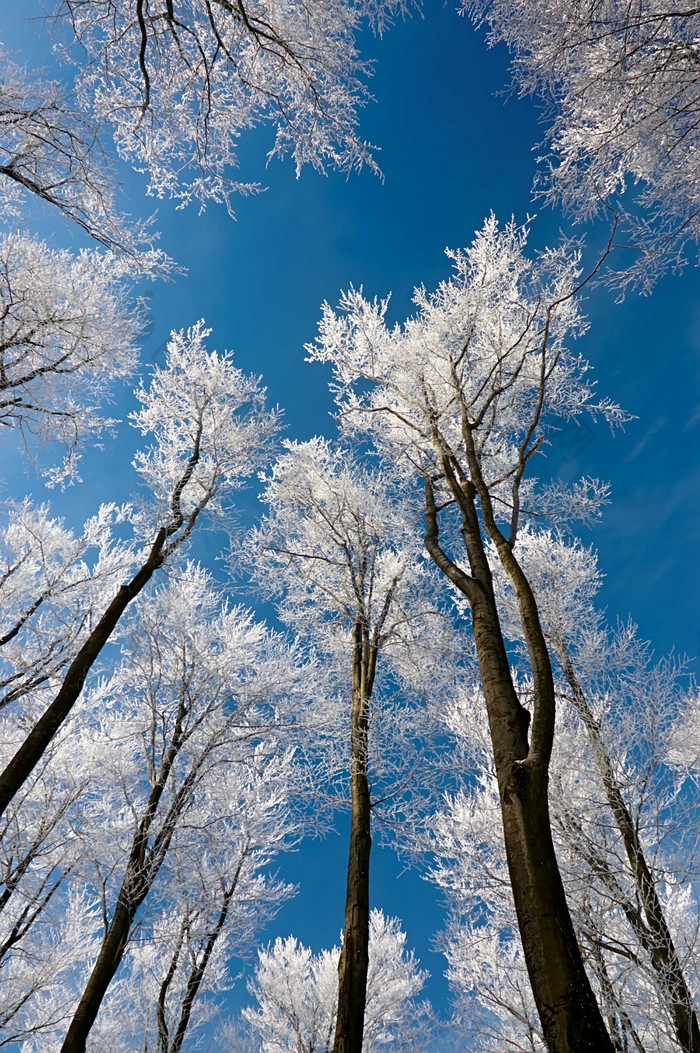 户外景色冬季森林间仰视天空摄影图片