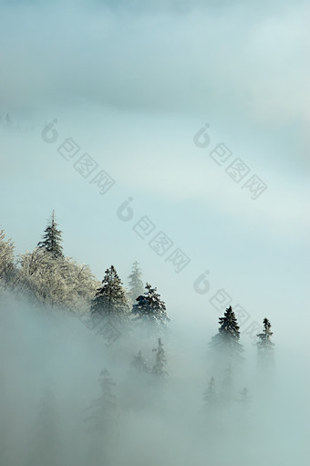 冬天起雾朦胧中的松树摄影图