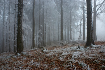 冬季雪后迷雾森林摄影图片