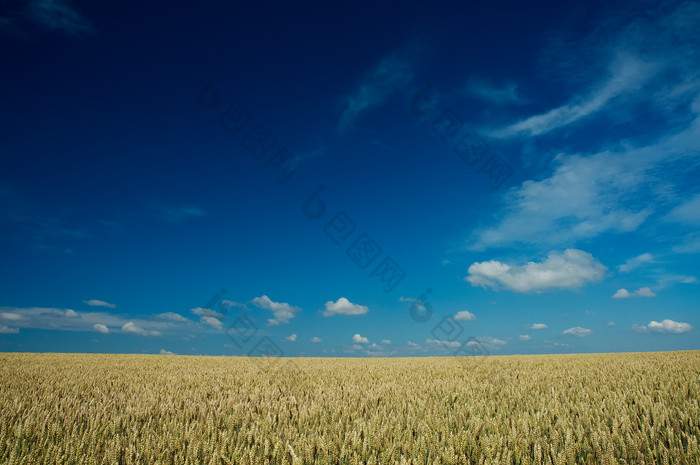 农业风光蓝天下的麦田摄影图