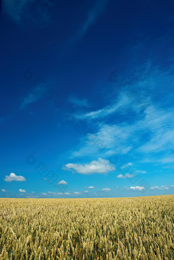 户外景色农业蓝天下的大麦摄影图