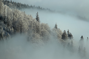 冬天雾天松林风景摄影图
