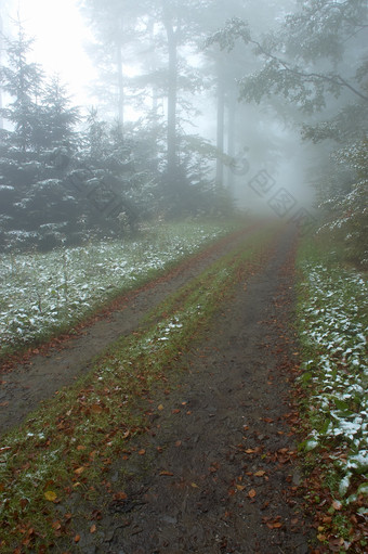 冬季雪后的林间小路摄影图片