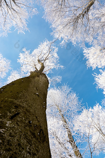 冬天冬季仰视天空银白色的大树摄影图