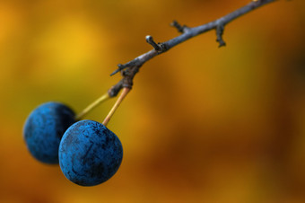 秋季成熟枝头上的果子摄影图