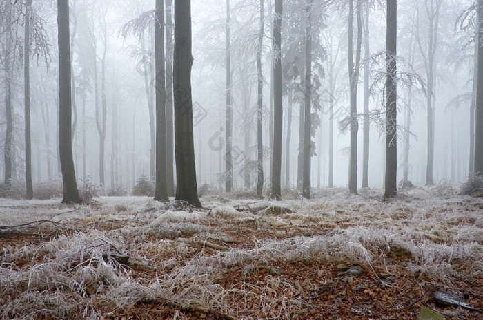 户外景色冬季雪后迷雾森林摄影图片