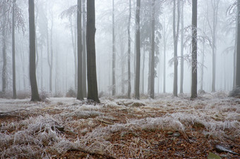 户外景色<strong>冬</strong>季雪后迷雾森林摄影图片