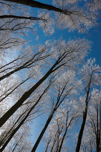 户外景色<strong>冬</strong>季银白色的树林摄影图