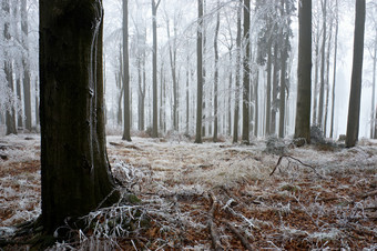 户外景色冬季雪后森林摄影图片