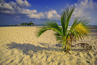 海滩美丽的椰树摄影图