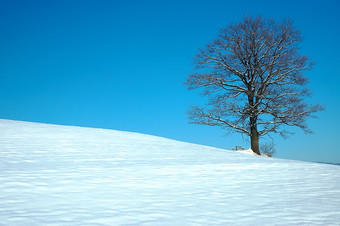 冬天雪地里的秃树摄影图