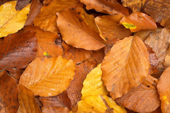 秋天秋季美丽的落叶摄影图片