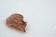 户外景色冬季雪地里的落叶摄影图