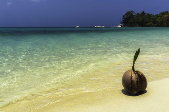 海边上椰子发芽摄影图