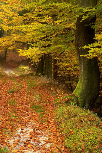 秋季凋落期山间树林摄影图片