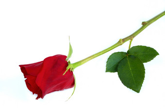 一朵红玫瑰玫瑰花白底摄影图