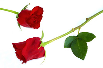 两朵红玫瑰玫瑰花白底摄影图